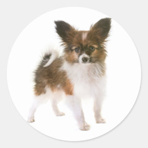 Hallo Love Papillon Puppy Dog, Denken aan jou Ronde Sticker