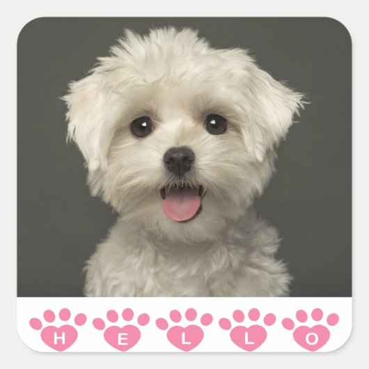 Hallo Maltese Puppy Dog Stickers / zeehonden (Voorkant)