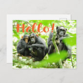 Hallo Met chimpansees Briefkaart (Voorkant / Achterkant)