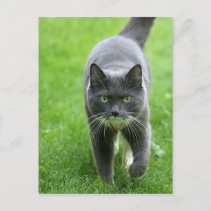 hallo, mijn naam is Miki Briefkaart