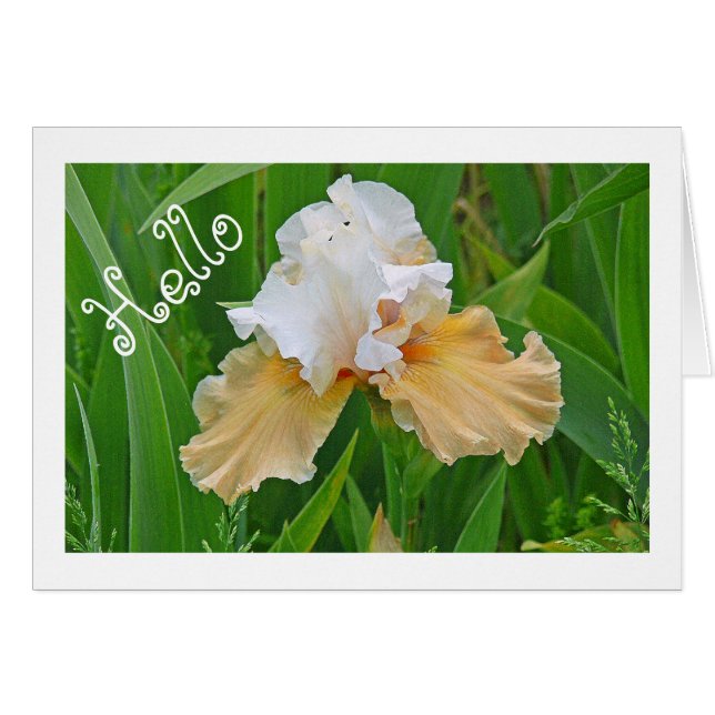 HALLO NOTECARD, PERZIK EN WITTE IRIS/ (Voorkant Horizontaal)