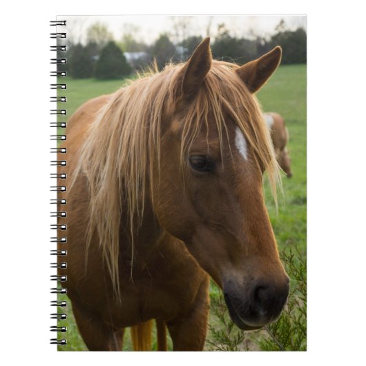 Hallo Notitieboek (Voorkant)