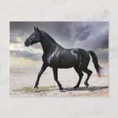 Hallo Paard zwarte hengst - Briefkaart (Voorkant)
