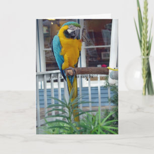 Hallo Parrot Waving Kaart- Even een berichtje om h Kaart