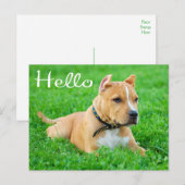 hallo Pit Bull Puppy Dog Blank Briefkaart (Voorkant / Achterkant)