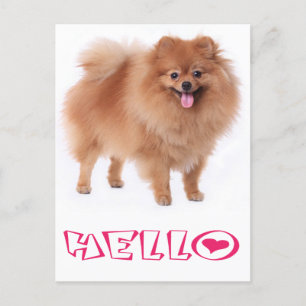 hallo Pommerse puppy Dog Blank Post Card Briefkaart