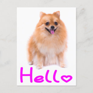Hallo Pommerse puppy hond Blank Post Kaart