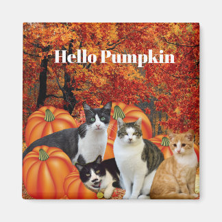 Hallo Pompoen Herfstseizoen Katten in Pompoenveld Magneet