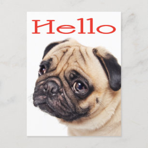 hallo Pug Puppy Dog Greeting Briefkaart