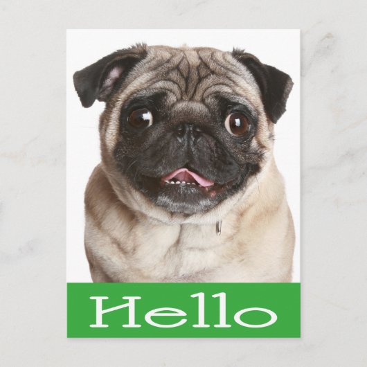 hallo Pug Puppy Dog Greeting Briefkaart (Voorkant)