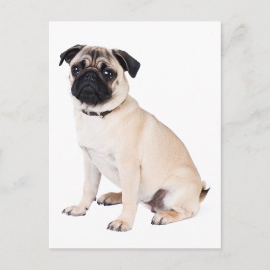 hallo Pug Puppy Dog Greeting Briefkaart (Voorkant)