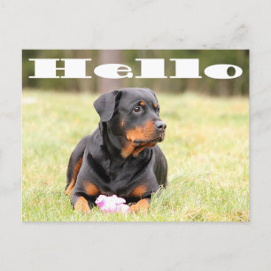 hallo Rottweiler Puppy Dog Greeting Briefkaart