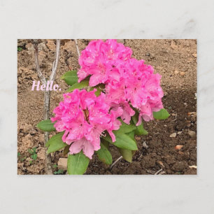 Hallo Roze Rhododendron Bloemen Briefkaarten
