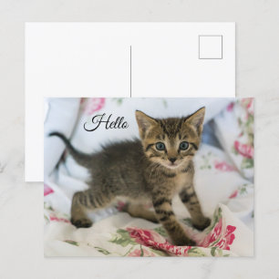 Hallo Schattig Tabby Kitten Kijken Verrast Briefkaart