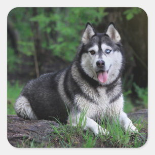 Hallo Siberische Husky Puppy Dog - Vierkante Sticker