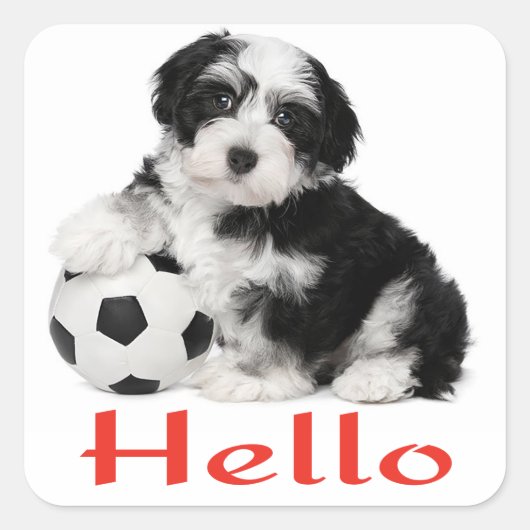 Hallo Sticker Havanese Puppy Dog (Voorkant)