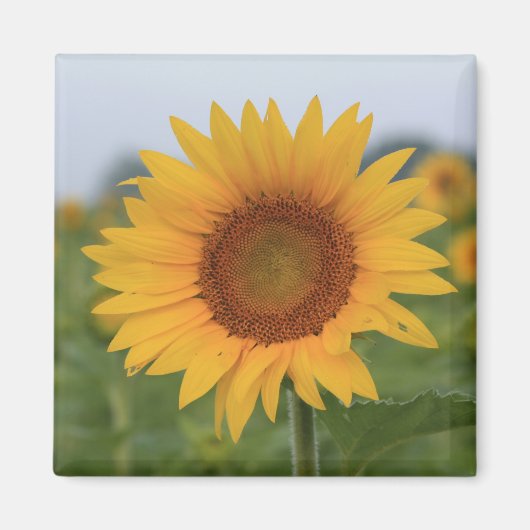 hallo Sunflower Magnet Magneet (Voorkant)