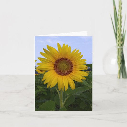 hallo Sunshine Note Card Bedankkaart (Voorkant)