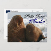 Hallo Uit Alaska Walrus Post Kaart (Voorkant / Achterkant)