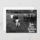 hallo van Southern Illinois Briefkaart w Cattle (Voorkant / Achterkant)