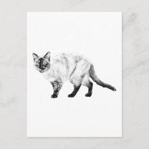 Hallo vriend, kat kunst post briefkaart
