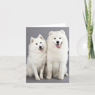 Hallo White Samoyed Puppy Dog - Kaart