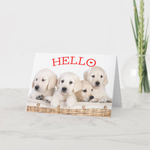 Hallo Witte Labrador Retriever Puppy Hond Rood Har Kaart