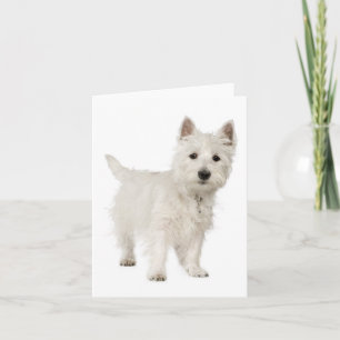 Hallo Witte West Highland Terrier Puppy hond Kaart
