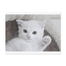 "Hallo!" zegt dit mooie witte baby.