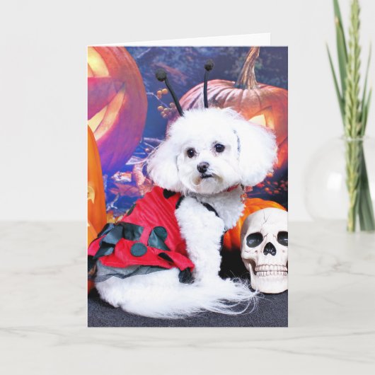 Halloween - Bichon Frise - Mia Kaart (Voorkant)