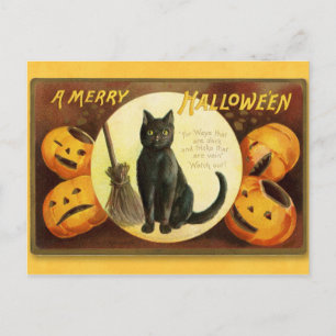 Halloween  Cat and Pumpkins Briefkaart