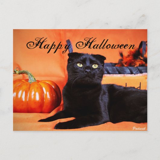 Halloween Cat Briefkaart (Voorkant)