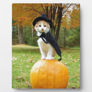 Halloween Cat op een Oranje pompoen Fotoplaat