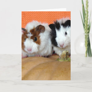 Halloween-cavia's Kaart