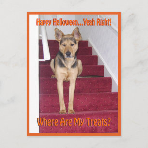 Halloween Hond en Geen Snoepjes Briefkaart