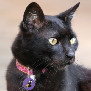 Halloween pompoen Paarse zwarte kat Huisdierpenning