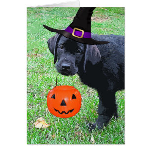 Halloween Pumpkin Puppy - Zwart lab