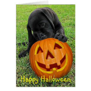 Halloween Pumpkin Puppy - Zwart lab