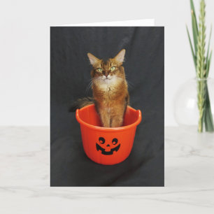 Halloween Somali Cat met Trick or treat Bucket Feestdagen Kaart