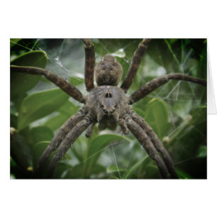 Halloween Spider Kaart