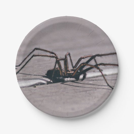 Halloween spin papier bord (Voorkant)