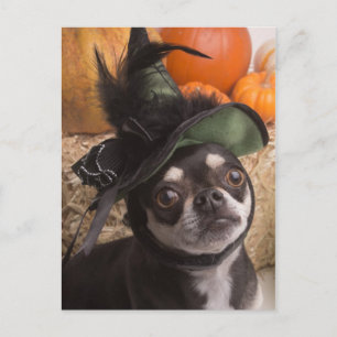 Halloween Witch Dog Briefkaart