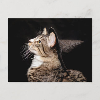 Halloween Witch Pet Cat Briefkaart