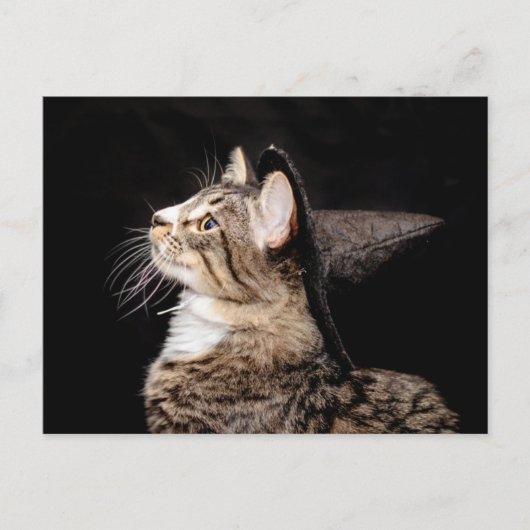 Halloween Witch Pet Cat Briefkaart (Voorkant)