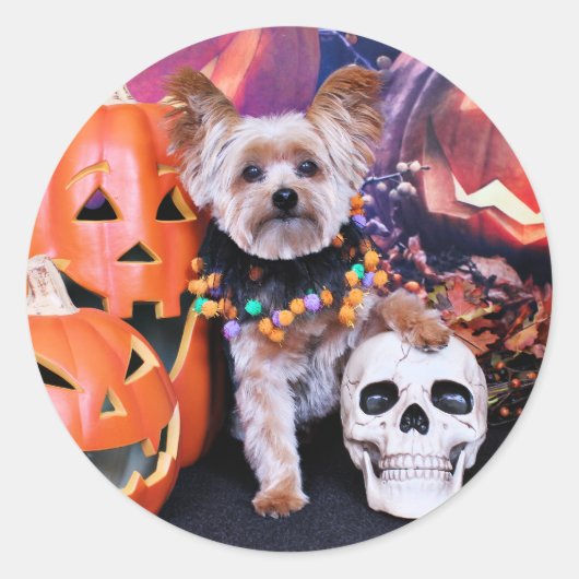 Halloween - Yorkie - Vinnie Ronde Sticker (Voorkant)