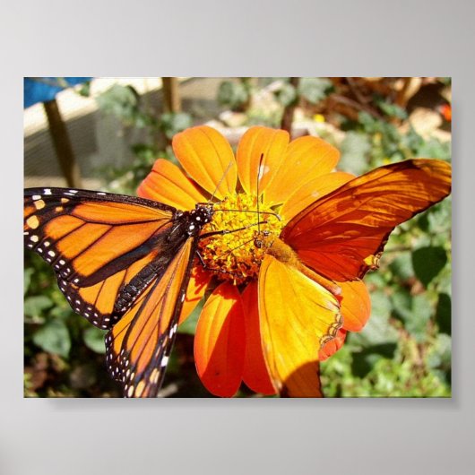 Hal's Butterflies Poster (Voorkant)