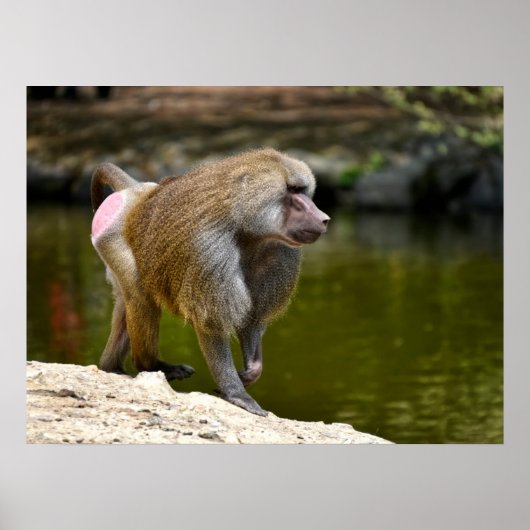 Hamadryas baboon loopt op vakantiewagen poster (Voorkant)