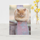 HAMbWG - Carte de voeux - Chat sur rail (Fleur jaune)