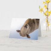 HAMbWG - Carte de voeux - Moutons (Fleur jaune)