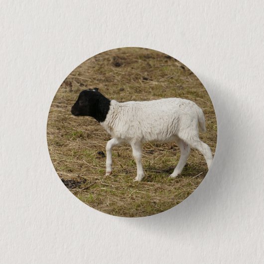 HAMbWG - Square Button - Black Head Sheep (Voorkant)